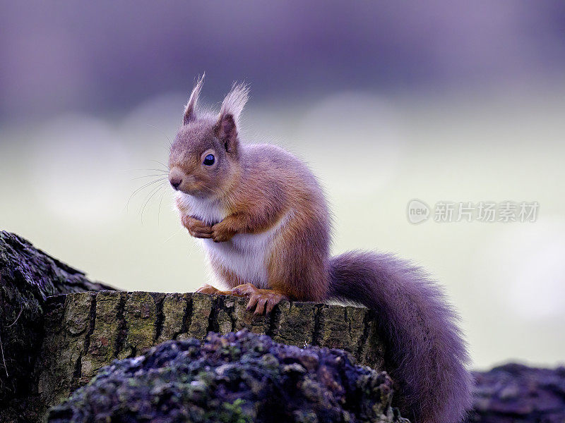 红松鼠(学名Sciurus vulgaris)，产自苏格兰